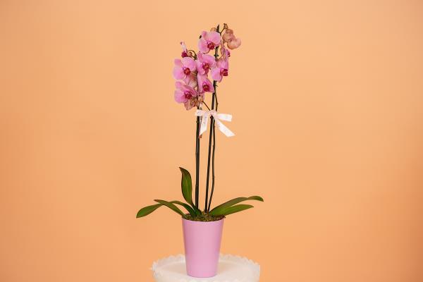 2 Stems Purple Orchid Pot